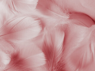 Wall Mural - Beautiful abstract red feathers on white background, white feather texture on red pattern and red background, pink feather wallpaper, love theme, wedding valentines day, red gradient