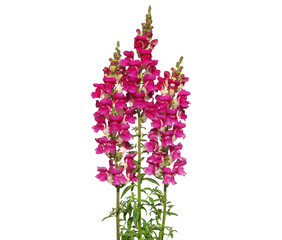 Red snapdragon flower bouquet isolated on white, Antirrhinum majus
