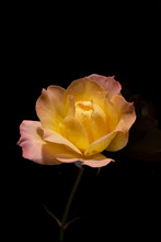 Yellow Rose On A Black Background. 