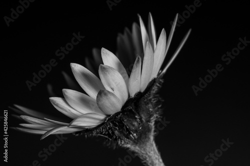 Margherita black & white