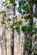 Dziko rosnący bluszcz w lesie oplatający pień drzewa