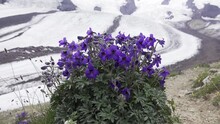 Caucasian Larkspur (Delphinium Caucasicum) On The Alpine Meadow And Gravelly Char Of The Vicinity Of Elbrus, In The Background Corrie Glacier, 3500 A.s.l., Caucasus