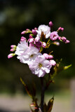 Fototapeta Londyn - Cherry blossom