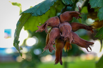 Wall Mural - Hazelnuts ready for harvest. Hazelnuts grow on a branch.