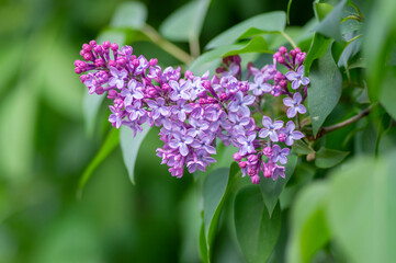 Syringa vulgaris violet purple flowering bush, groups of scented flowers on branches in bloom, common wild lilac tree