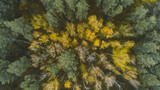 Fototapeta Morze - Beautiful autumn forest from above. Aerial view