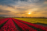 Fototapeta Tulipany - Pole Tulipanów