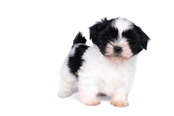 Wall Mural - 5 week old shih tzu puppy isolated on a white background