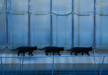 cats on file roof