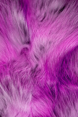  Fashionable luxury  fluffy close-up of painted fox fur in warm colors. Bright pink texture of wild animal hair. 