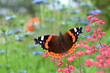 Schmetterling 850
