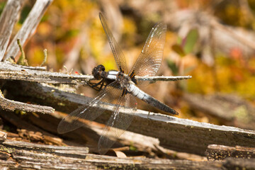 Wall Mural - Chalk-fronted corporal dragonfly on a log in New Hampshire.