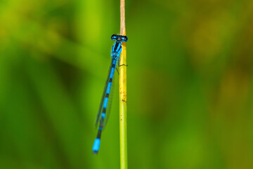 Wall Mural - Bluet damselfly on grass in New Hampshire.