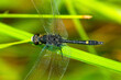 Dot-tailed whiteface dragonfly perched on leaves in New Hampshire.