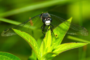 Canvas Print - Dot-tailed whiteface dragonfly perched on leaves in New Hampshire.