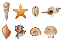Set Of Isolated Seashells And Starfish