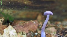 Amethyst Deceiver On The Forest Floor