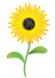 © azteka - Picture of a single yellow sunflower plant on a stem. Sunny full bloom flower in vector format and jpg.
