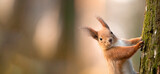 Red squirrel on a tree. Selective focus close-up