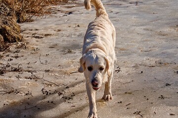 Golden retriever loving golden dog