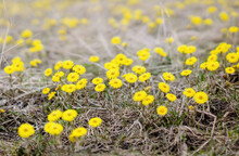 Coltsfoot Flowers On A Spring Meadow
