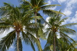 Fototapeta Big Ben - coconut palm trees