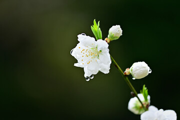 Poster - 花桃