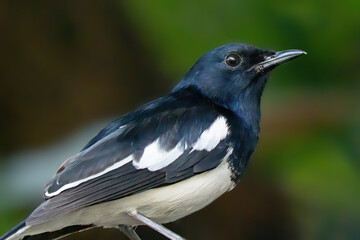 Wall Mural - Close-up Oriental Magpie Robin Isolated on Background