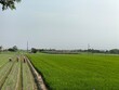 © Elementspace - Agriculture, agronomy and farming background. Sunny day rural landscape with green grass margin between corn and wheat field. Beautiful summer countryside nature and some farmers in farms