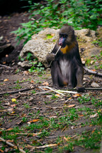 Mandrillus Sphinx - Monkey Mandrill Peels A Stick.