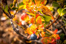 Autumn Leaves On A Blue Berry Bush, Austrian Alps In Bad Gastein