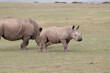 White Rhino Eating Grass in the Wild