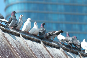 pigeons on the roof