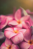Fototapeta Storczyk - Plumeria flowers soft tone