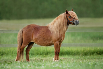 Beautiful miniature shetland breed pony in summer