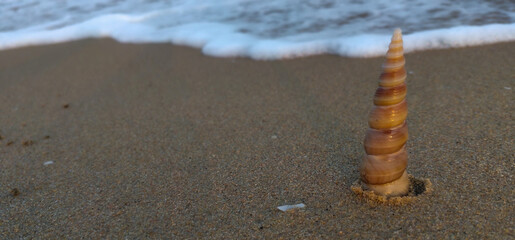 Closeup of a turritella ( turret shell) isolated in the Seashore of. Sand with copy space for inscription of quotes . Meditation. Vacation. Peaceful. 