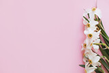 Fototapeta Kwiaty - Modern minimal floral greeting card. Beautiful  daffodils flowers border on stylish pink background