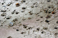 Mediterranean Beach Detail With Sand, Shells, Driftwood U