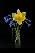 Wild Hyacinth And Daffodil In A Vase
