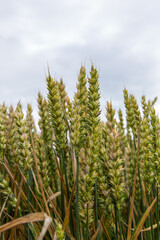 green wheat field