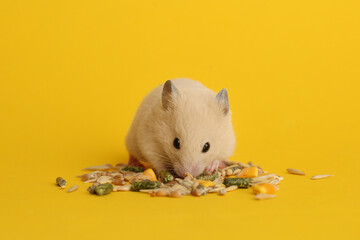 Cute little hamster eating on yellow background