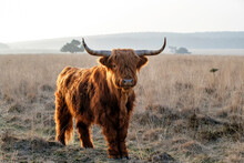 Scottish Higlander Or Highland Cow Cattle (Bos Taurus Taurus) With Back Lit In The Early Marning Walking And Grazing In A Heather Field In National Park Veluwezoom In The Netherlands. 
