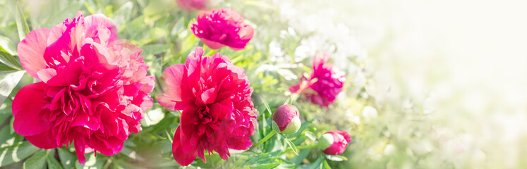 Wall Mural - Red peonies in rays of summer light greeting card