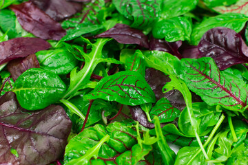 Salad mix leaves background. Fresh Salad Pattern with rucola, purple lettuce, spinach, frisee and chard leaf