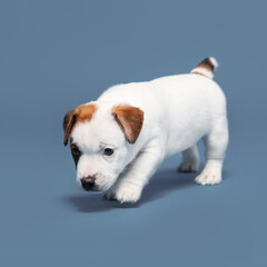 Wall Mural - Small puppy dog