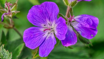 wild geranium, makro closeup