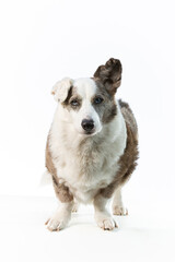 Wall Mural - Bleu Merle Cardigan Welsh Corgi looking up a bit on a white background, with one ear up.