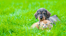 Dachshund Puppy Hugs Ginger Kitten On Green Summer Grass