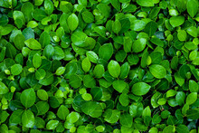 Full Frame Of Green Leaves Texture Background. Tropical Leaf