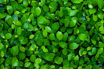 Papier Peint - Full Frame of Green Leaves Texture Background. tropical leaf